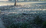 A frosty winters morning in Gungahlin